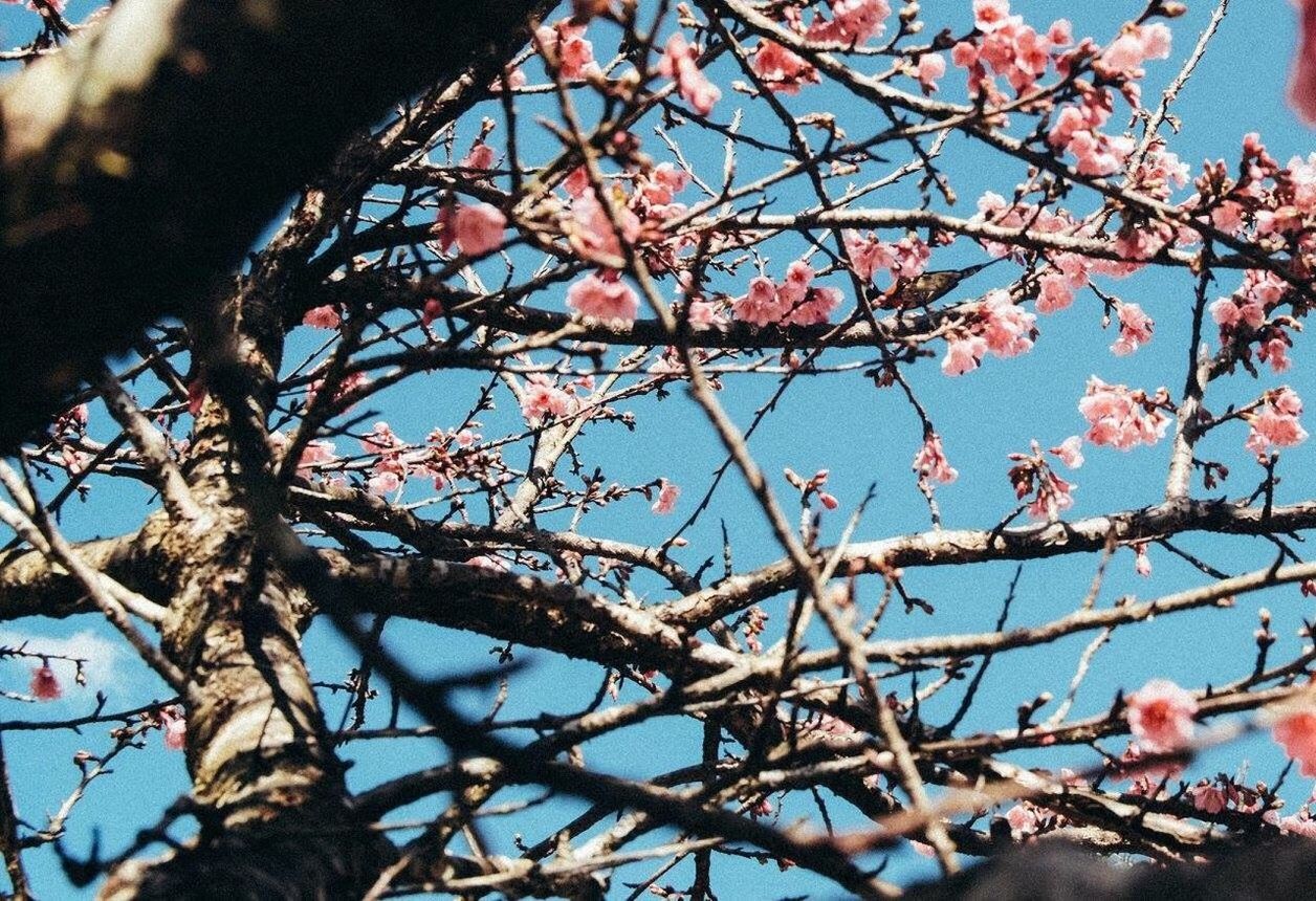 LOW ANGLE VIEW OF FLOWER TREE
