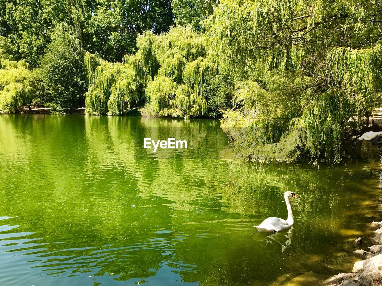 SWAN FLOATING ON WATER