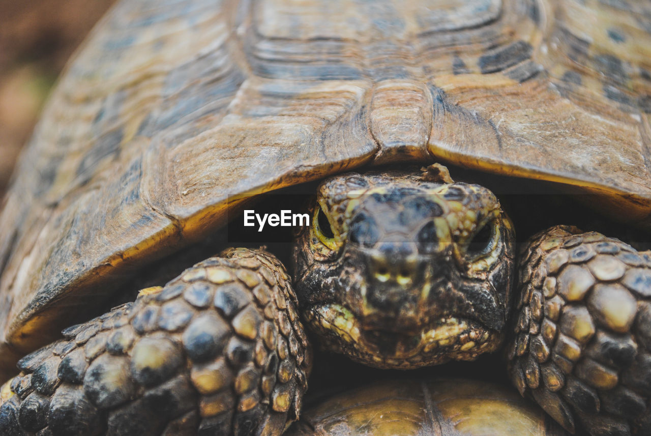 Close-up of tortoise