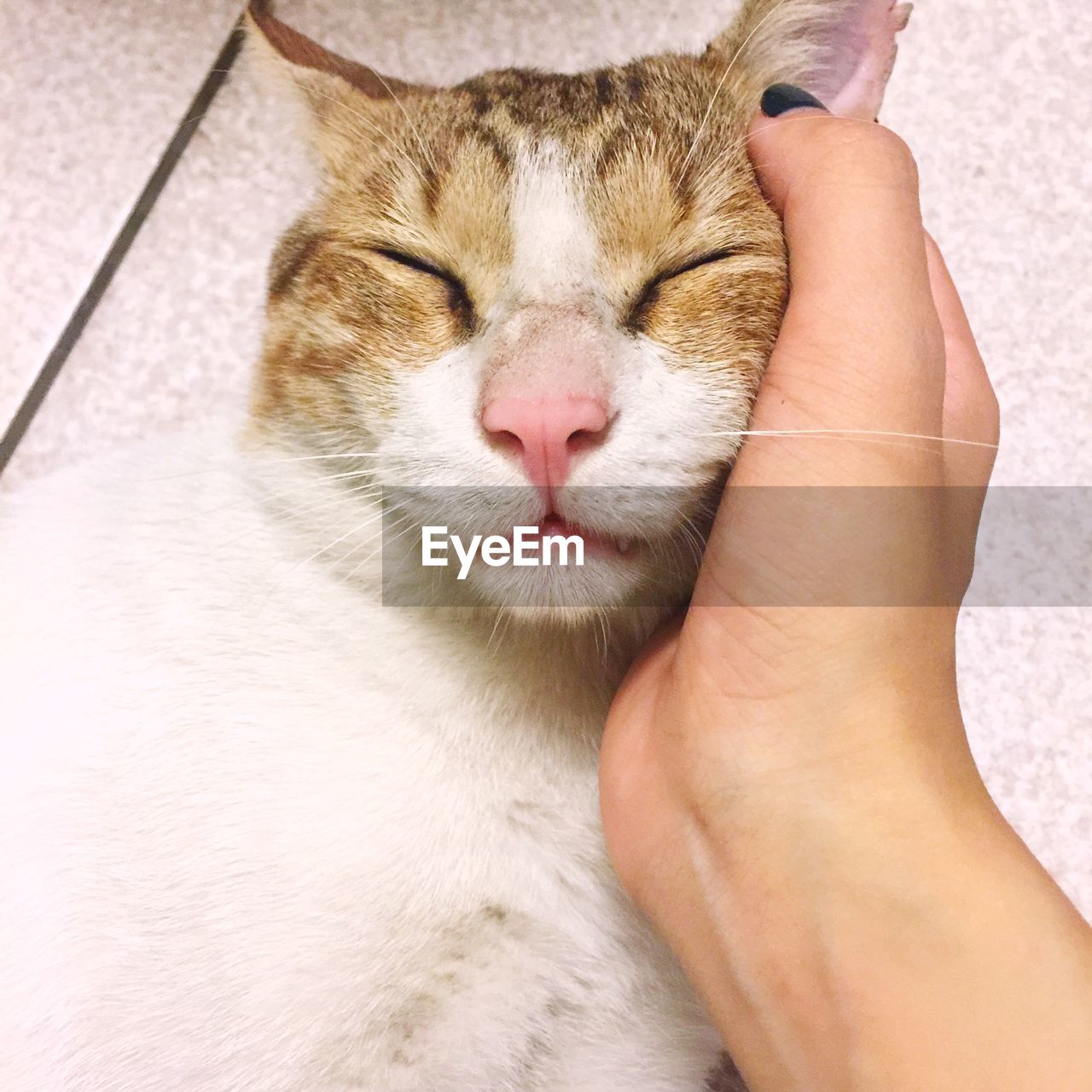 CLOSE-UP OF HAND WITH CAT WITH CLOSED EYES