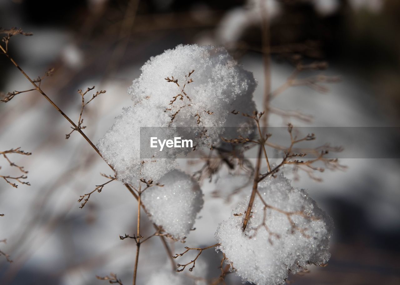CLOSE-UP OF PLANTS OUTDOORS