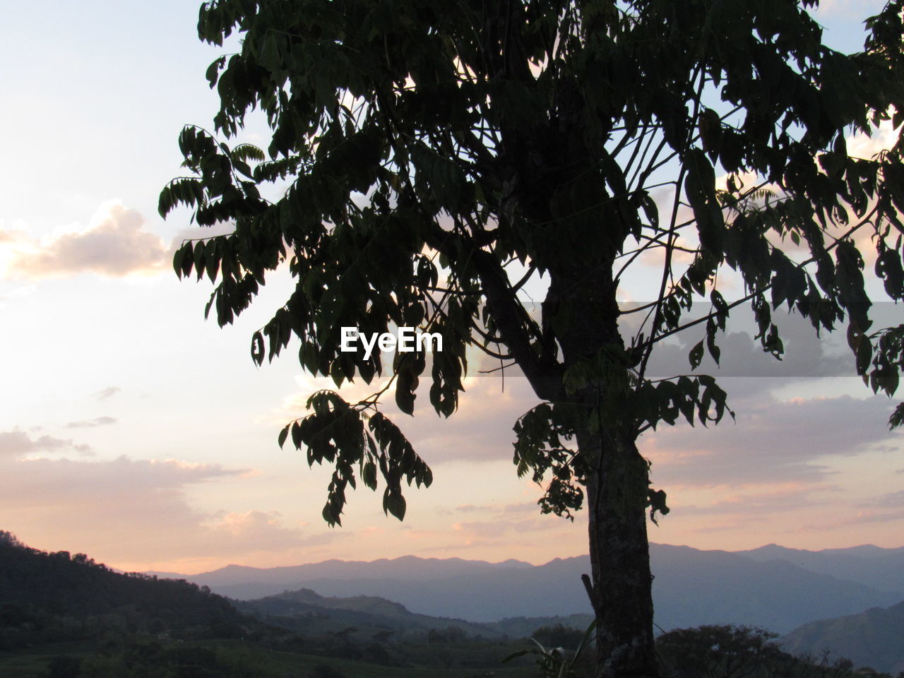 TREES AGAINST SKY DURING SUNSET