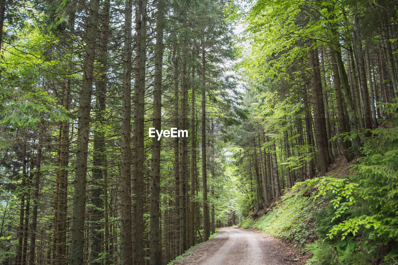 Dirt road amidst spring green trees in a forest