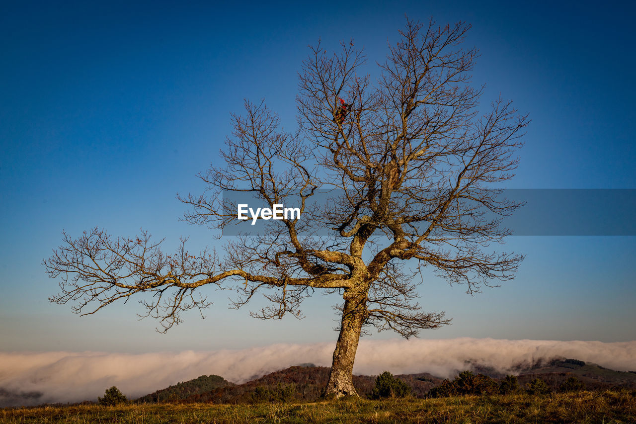 Bare tree against clear sky