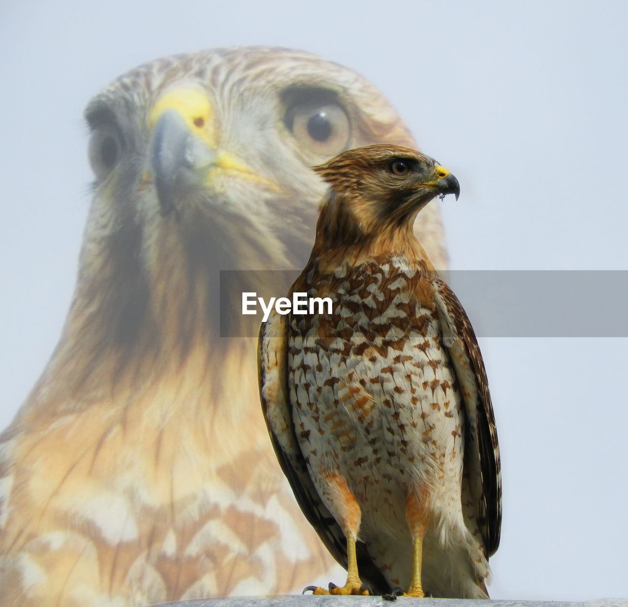 CLOSE-UP OF EAGLE AGAINST CLEAR SKY