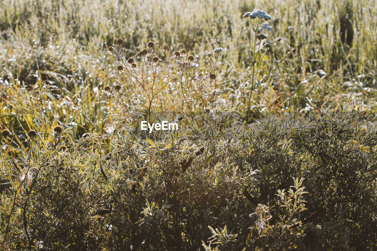 Plants growing on field