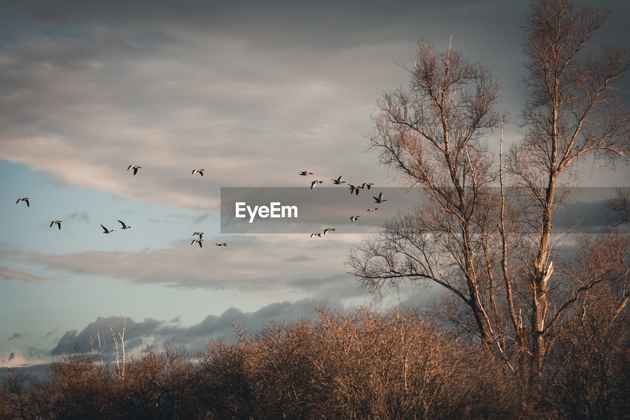 BIRDS FLYING IN SKY