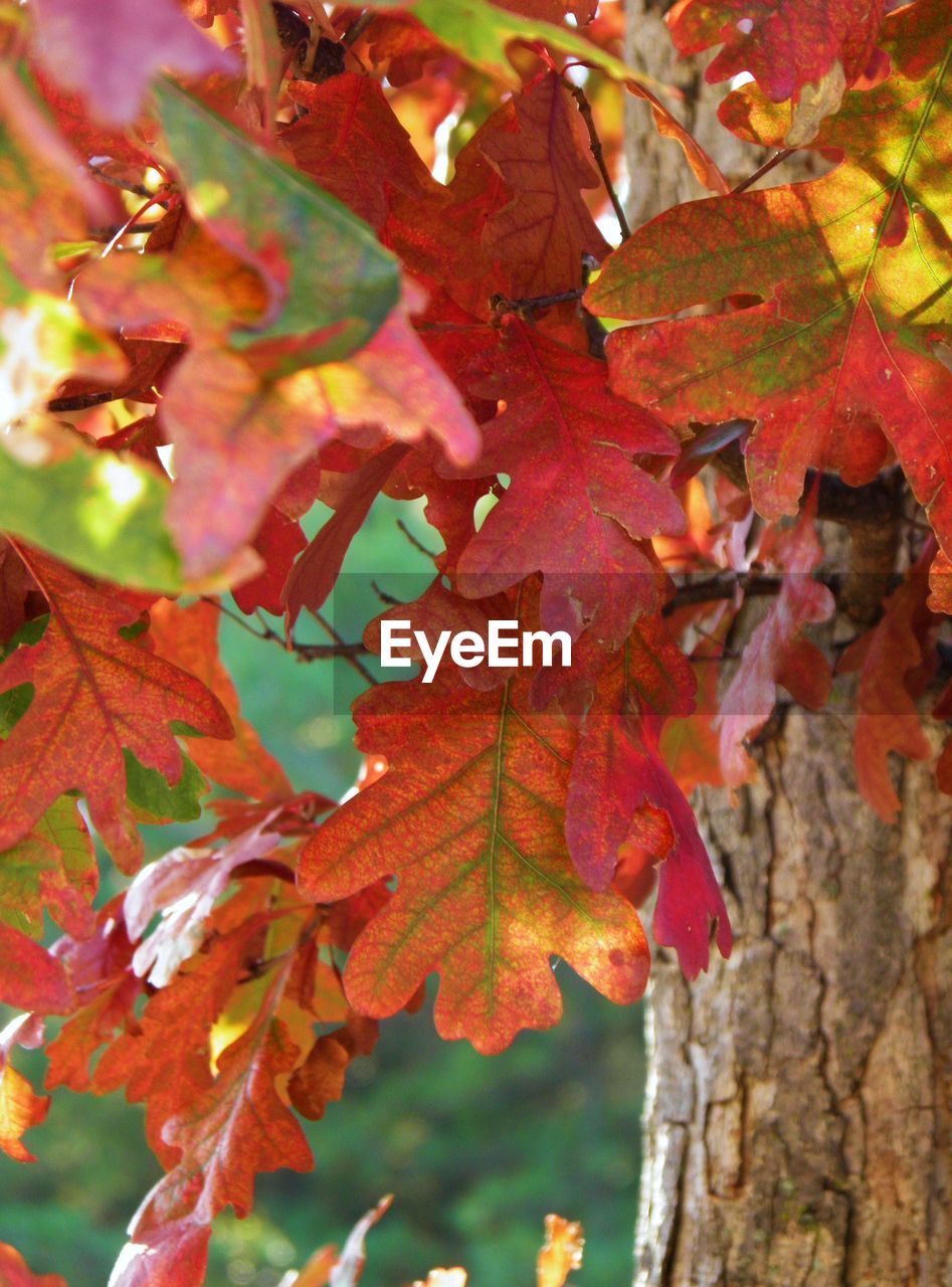 CLOSE-UP OF ORANGE MAPLE LEAVES ON TREE DURING AUTUMN