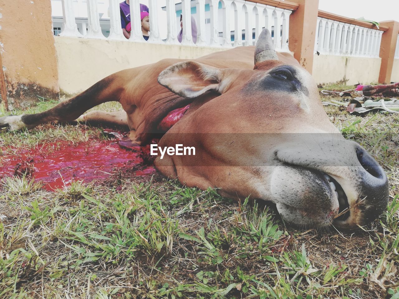 VIEW OF A DOG RESTING ON GRASS