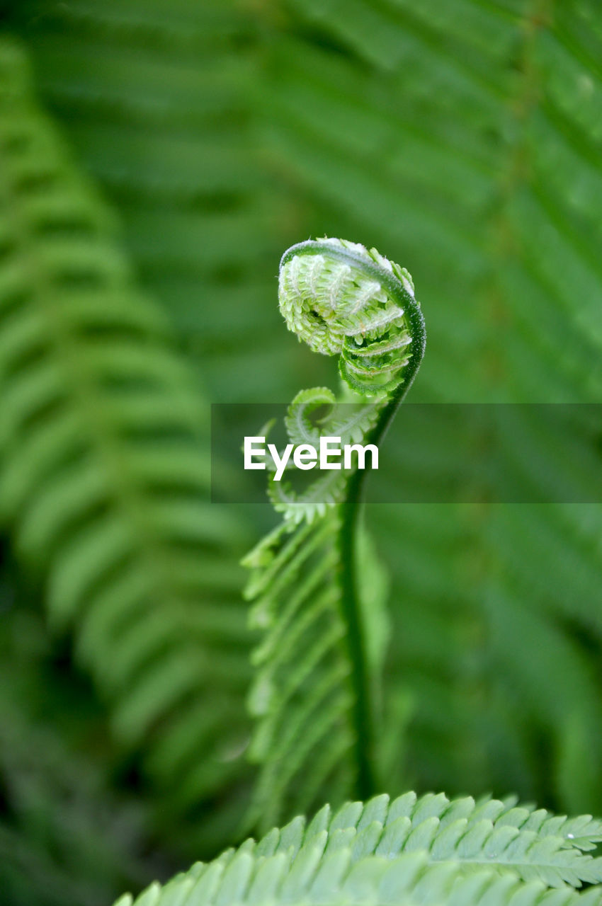 ferns and horsetails, fern, green, leaf, plant, plant part, fiddlehead fern, nature, close-up, no people, beauty in nature, growth, flower, plant stem, macro photography, spiral, outdoors, day, animal themes, animal, environment, tree, forest, frond, focus on foreground, selective focus, animal wildlife, freshness, rainforest, land, curled up