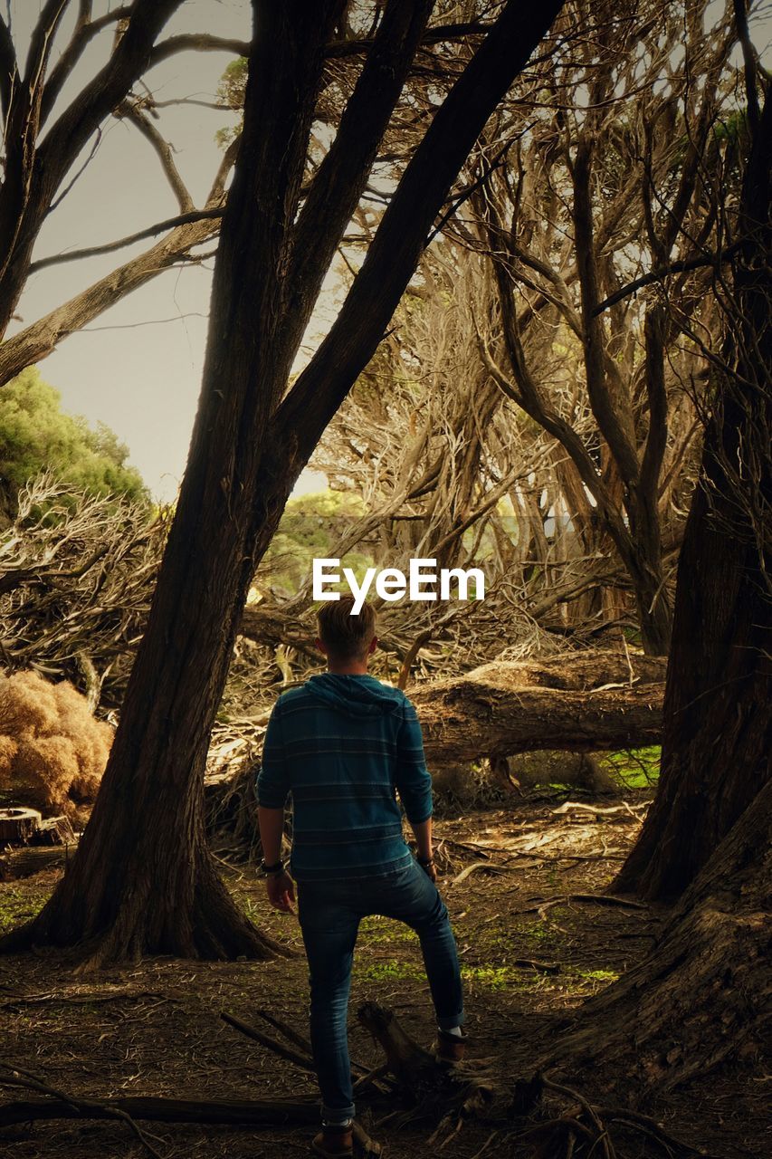 Rear view of man standing by bare trees at forest