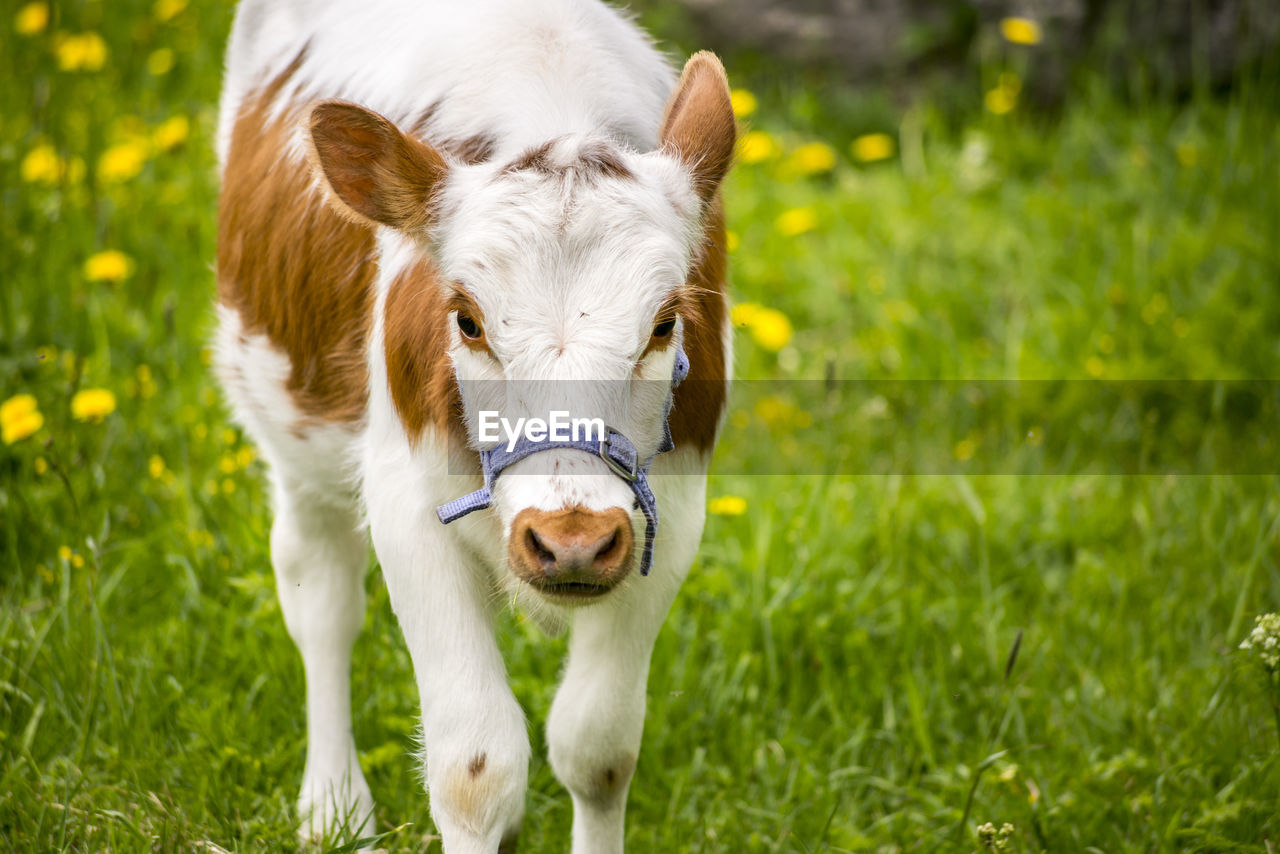 CLOSE-UP OF HORSE ON FIELD