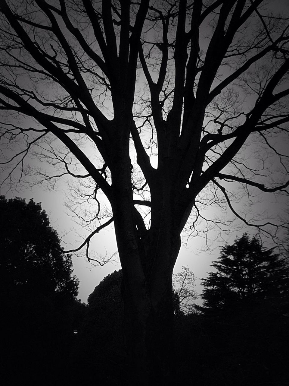 SILHOUETTE OF TREES AGAINST SKY