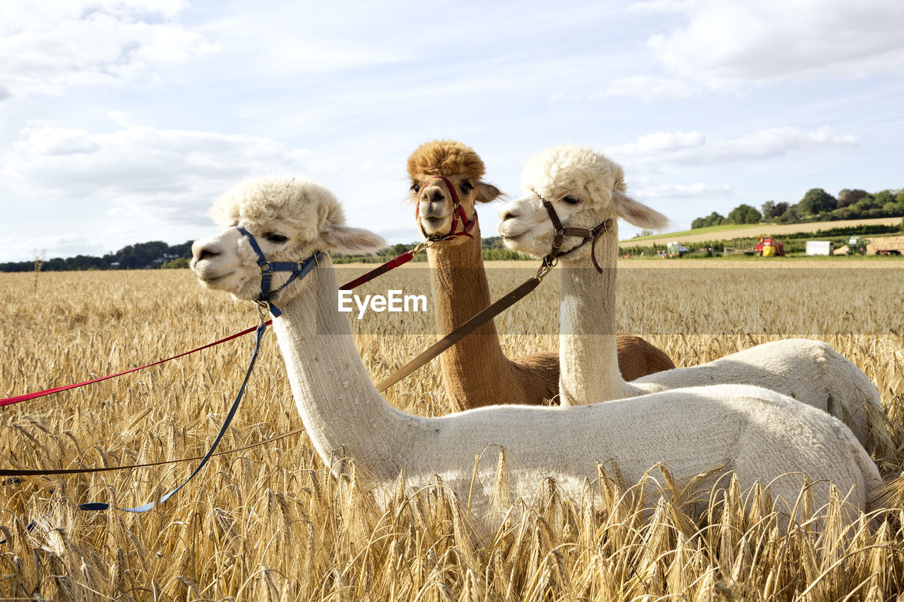 Three alpacas standing in barley field