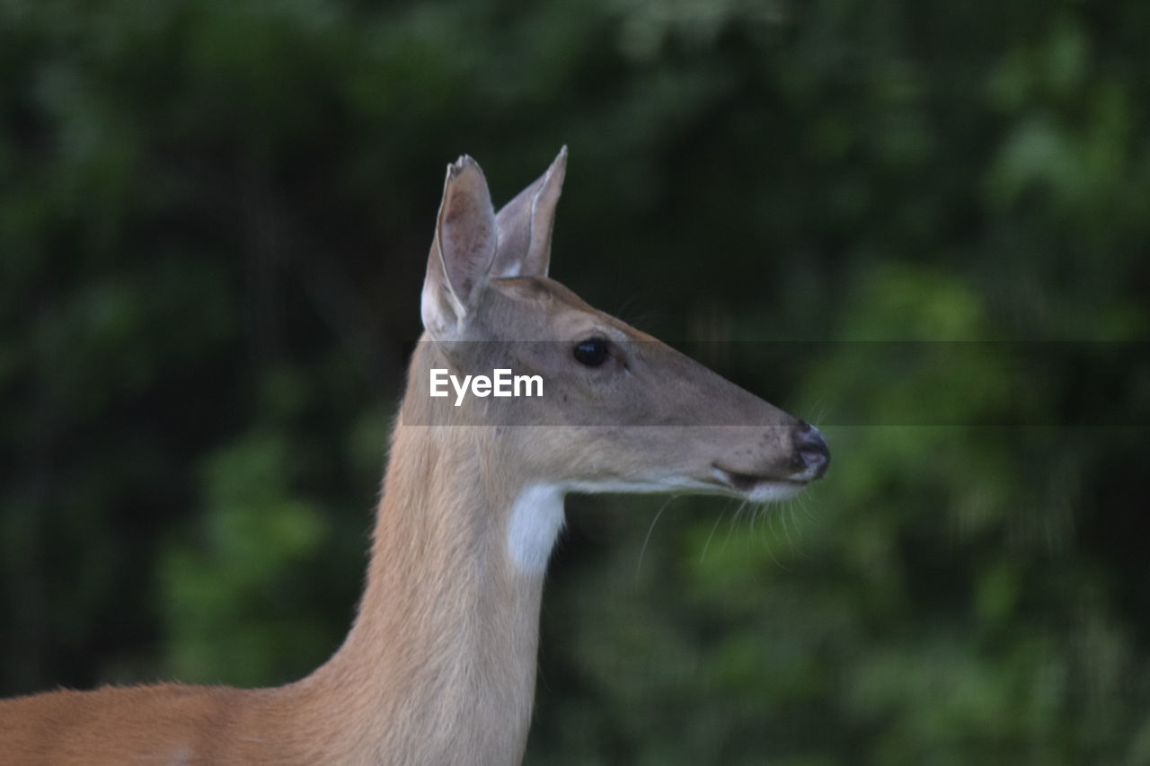 Close-up of an deer looking away
