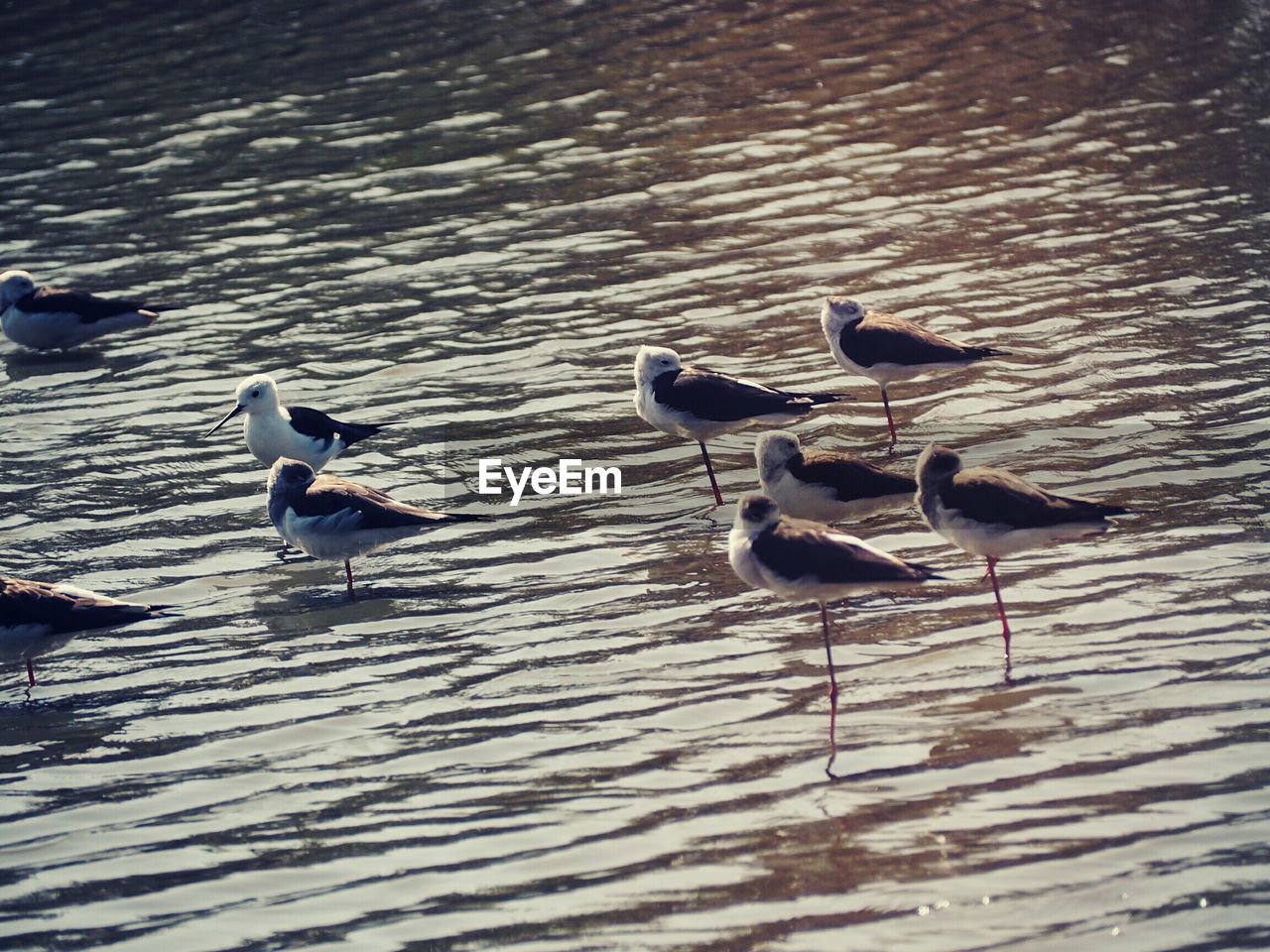 DUCK SWIMMING ON LAKE