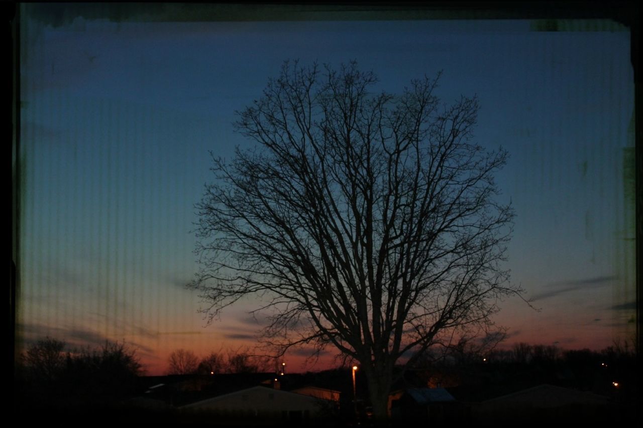 BARE TREES ON LANDSCAPE AT SUNSET