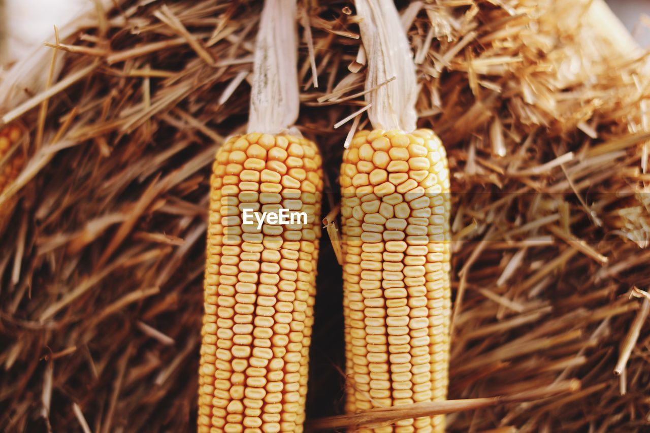 Close-up of corns on hay at farm
