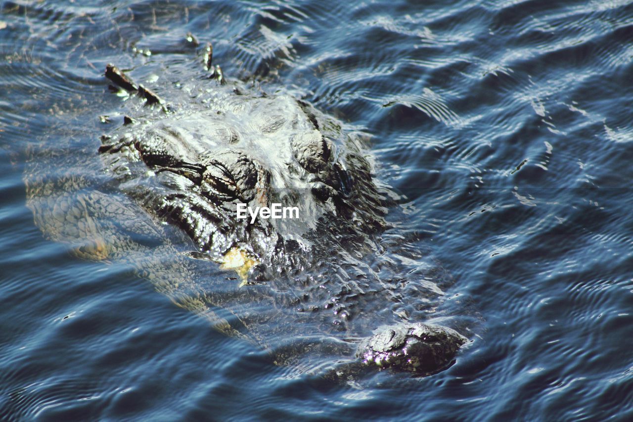 High angle view of alligator in river