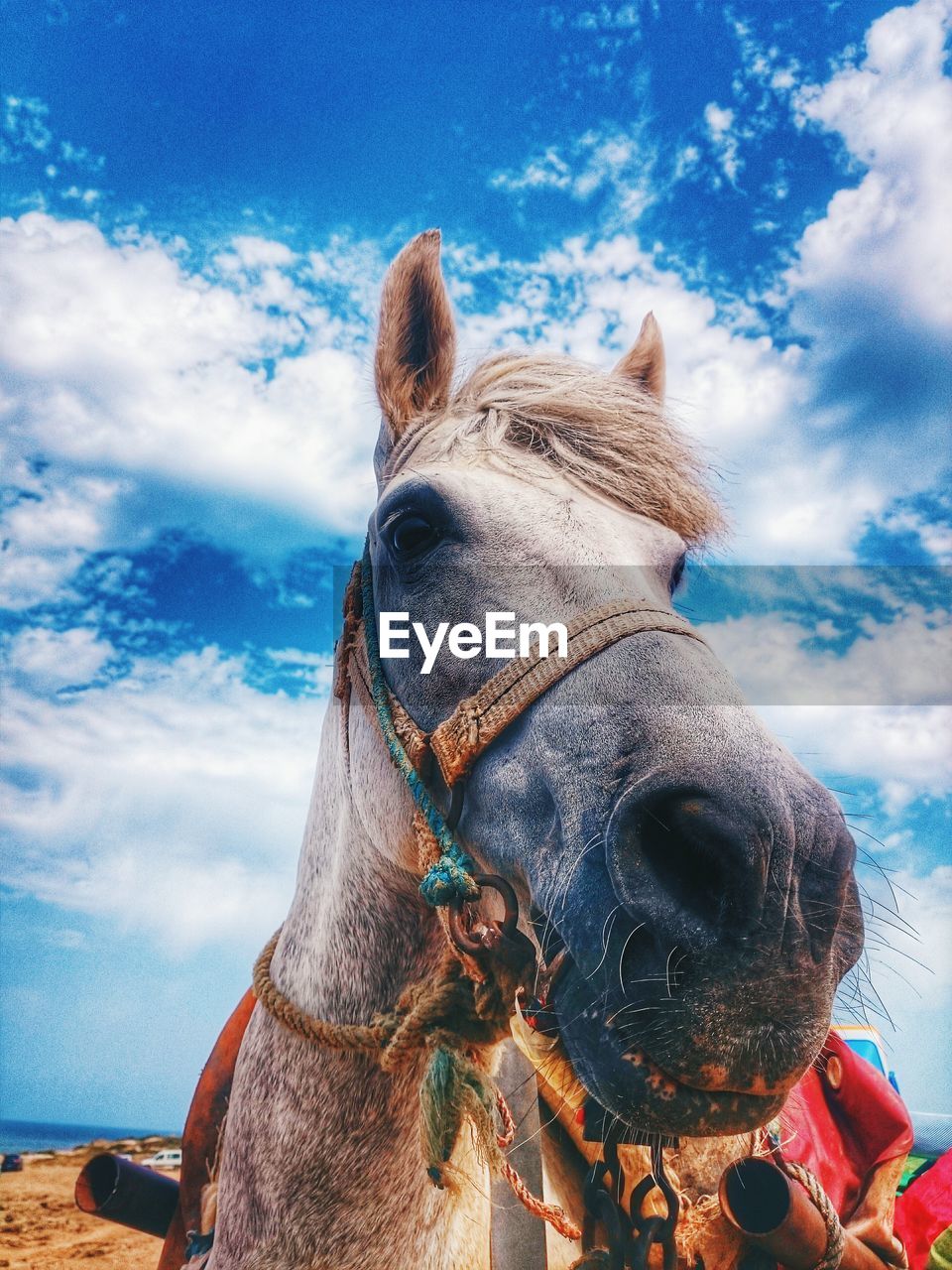 Low angle view of horse at beach against sky