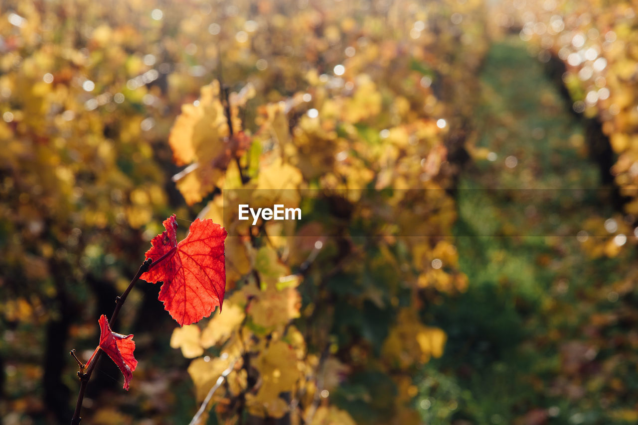 CLOSE-UP OF RED MAPLE LEAVES