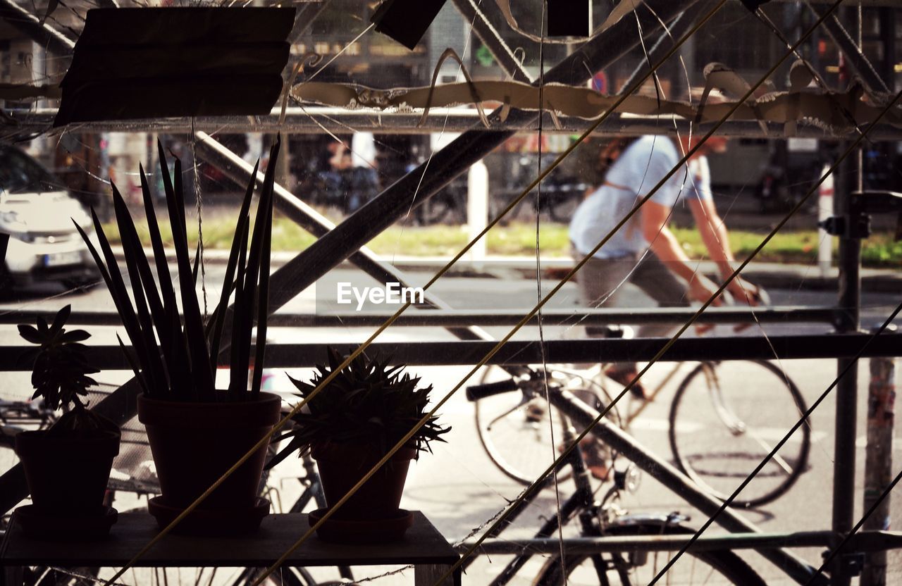 Potted plants on shelf against man cycling at street