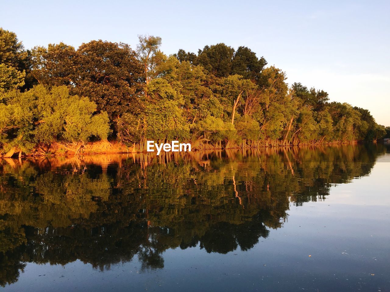 Reflection of trees in water