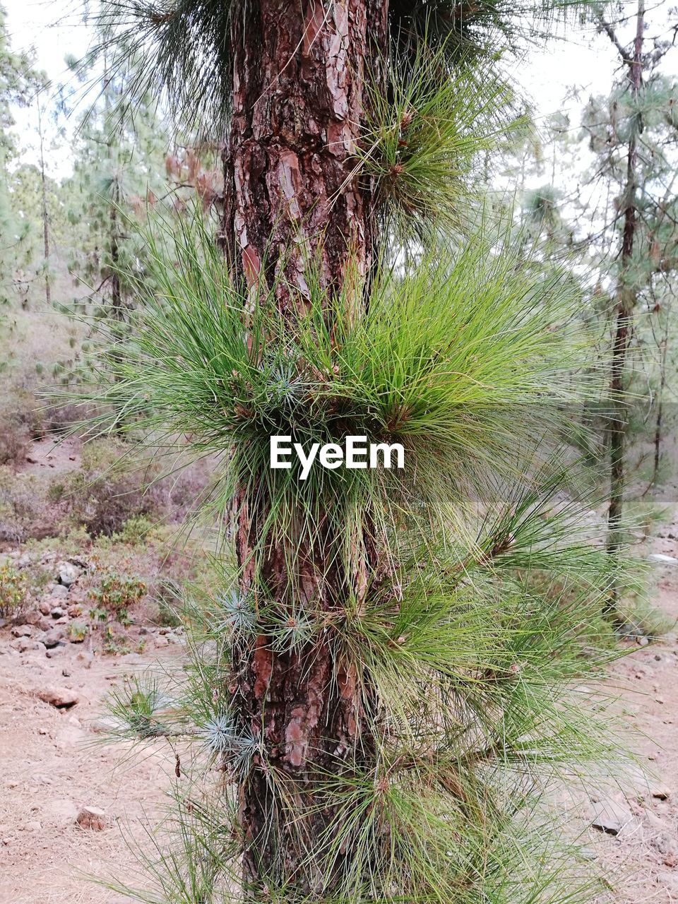 CLOSE-UP OF PINE TREE IN FIELD
