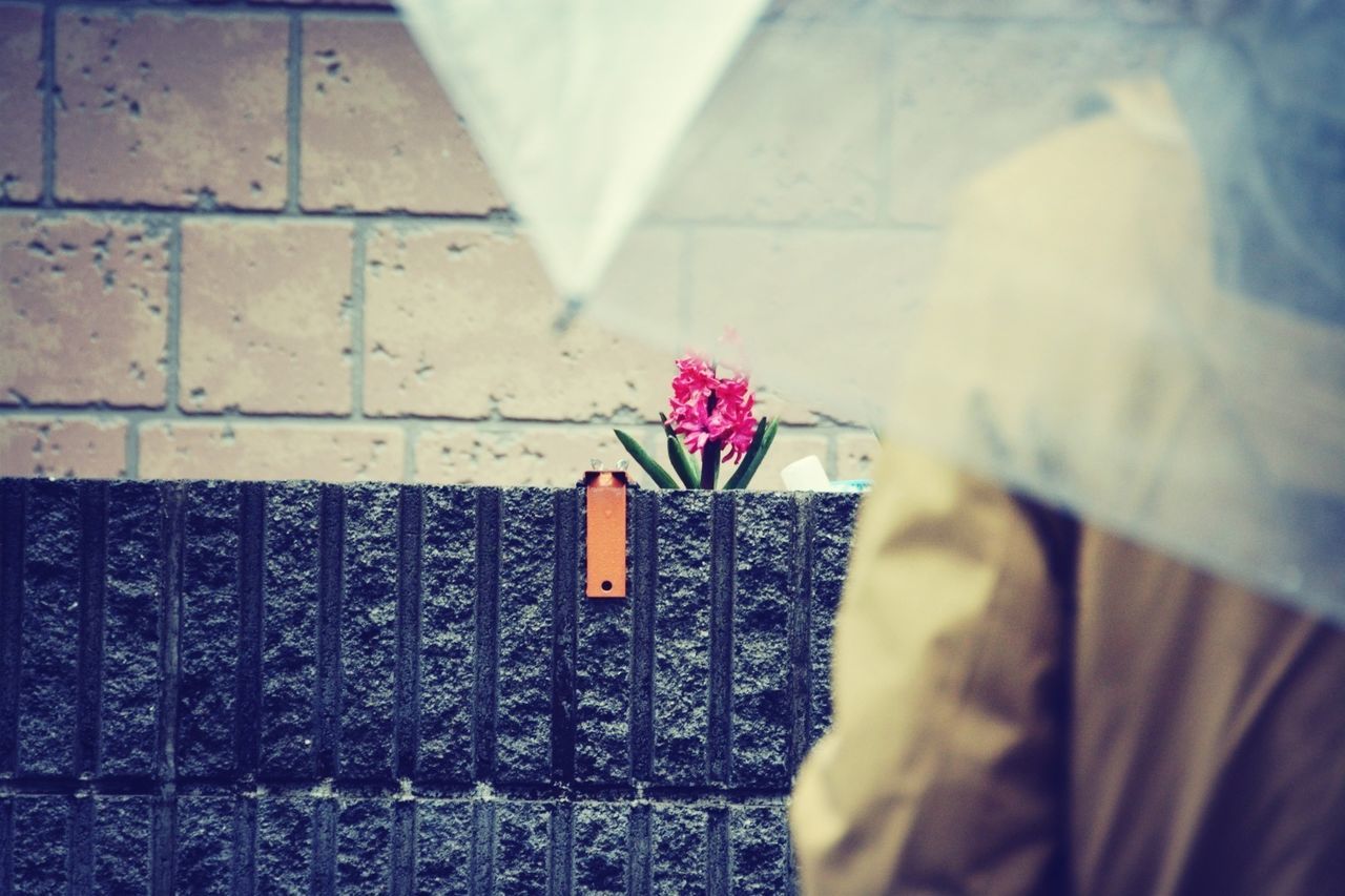 Flower growing on wall with person in foreground