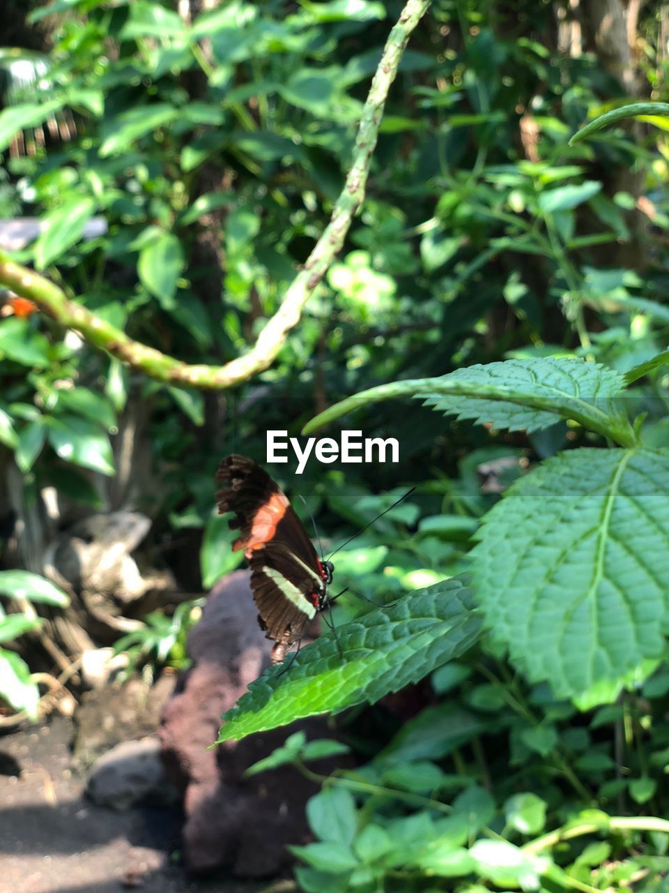 CLOSE-UP OF BUTTERFLY ON GREEN LEAF