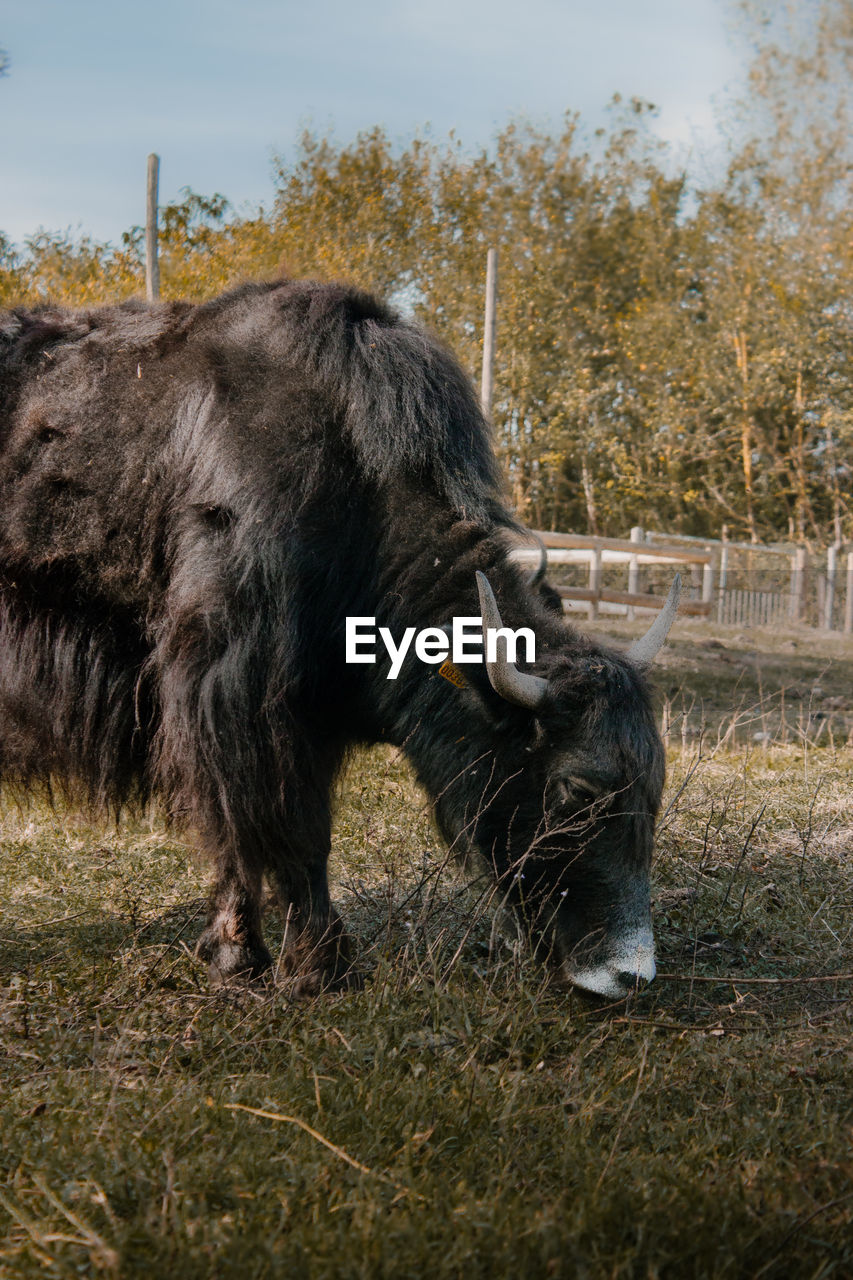 VIEW OF A HORSE ON FIELD