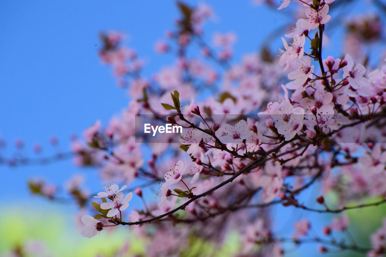 Low angle view of cherry blossoms against sky