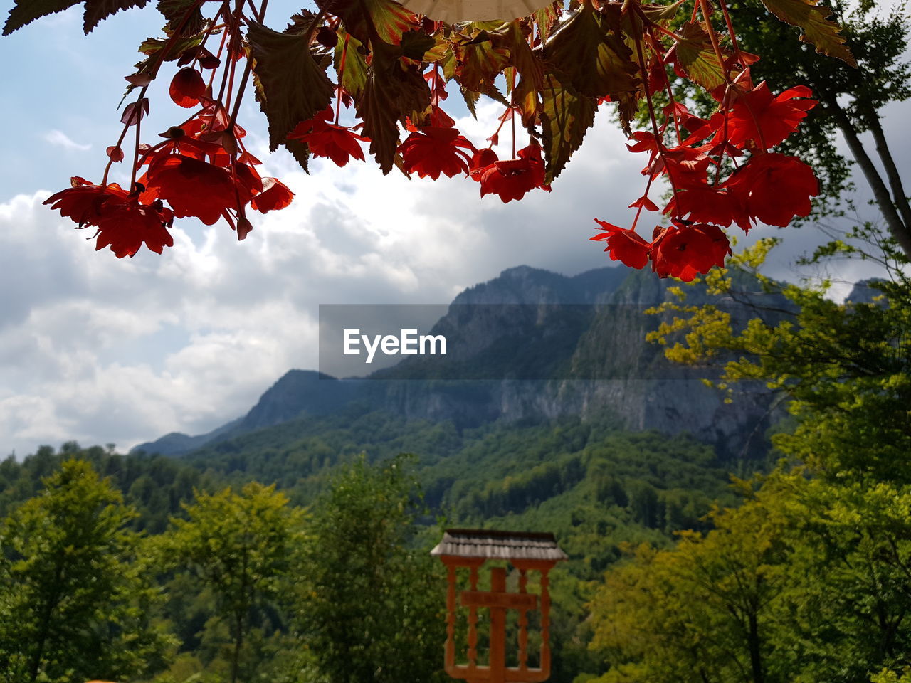 SCENIC VIEW OF MOUNTAINS BY TREES AGAINST SKY