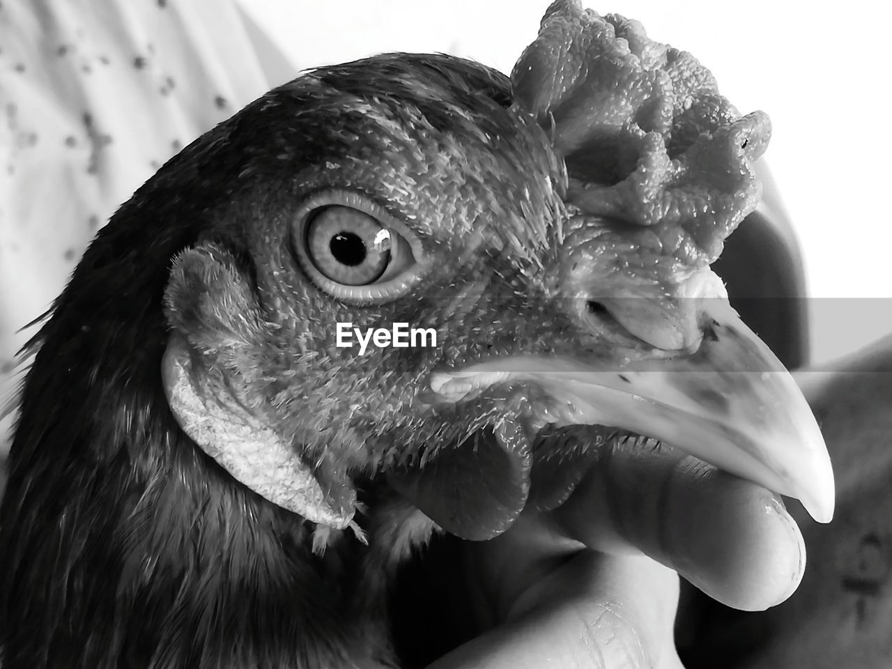 CLOSE-UP OF HAND HOLDING OWL