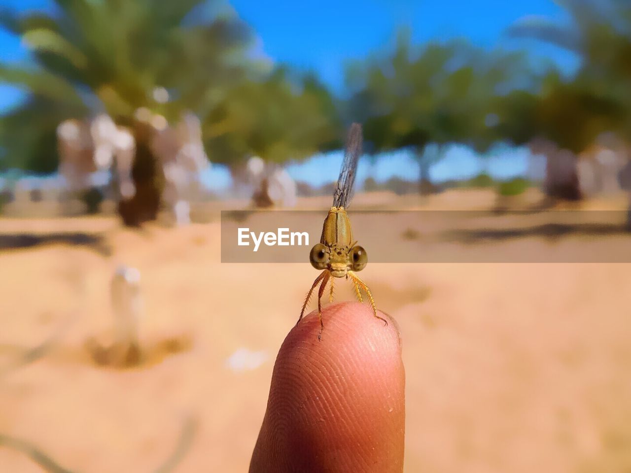 hand, animal themes, animal, one person, focus on foreground, animal wildlife, one animal, nature, insect, wildlife, yellow, close-up, land, day, sand, finger, macro photography, outdoors, sunlight, sky, personal perspective, tree, holding, beach