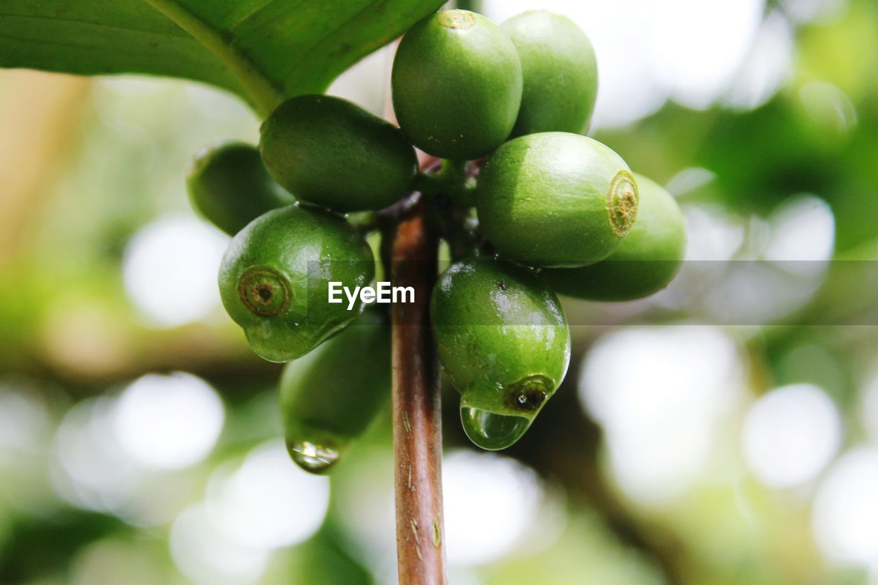 CLOSE-UP OF FRESH GREEN LEAVES