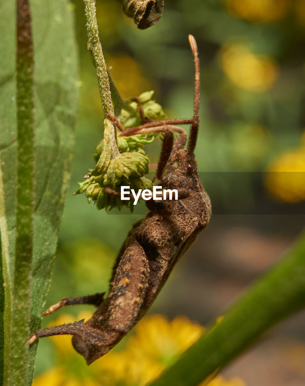 CLOSE-UP OF GRASSHOPPER ON LEAF