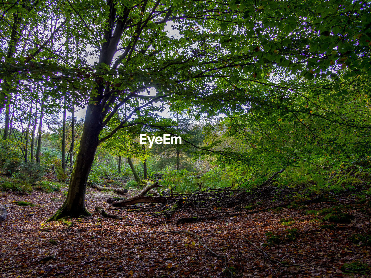 Trees in forest