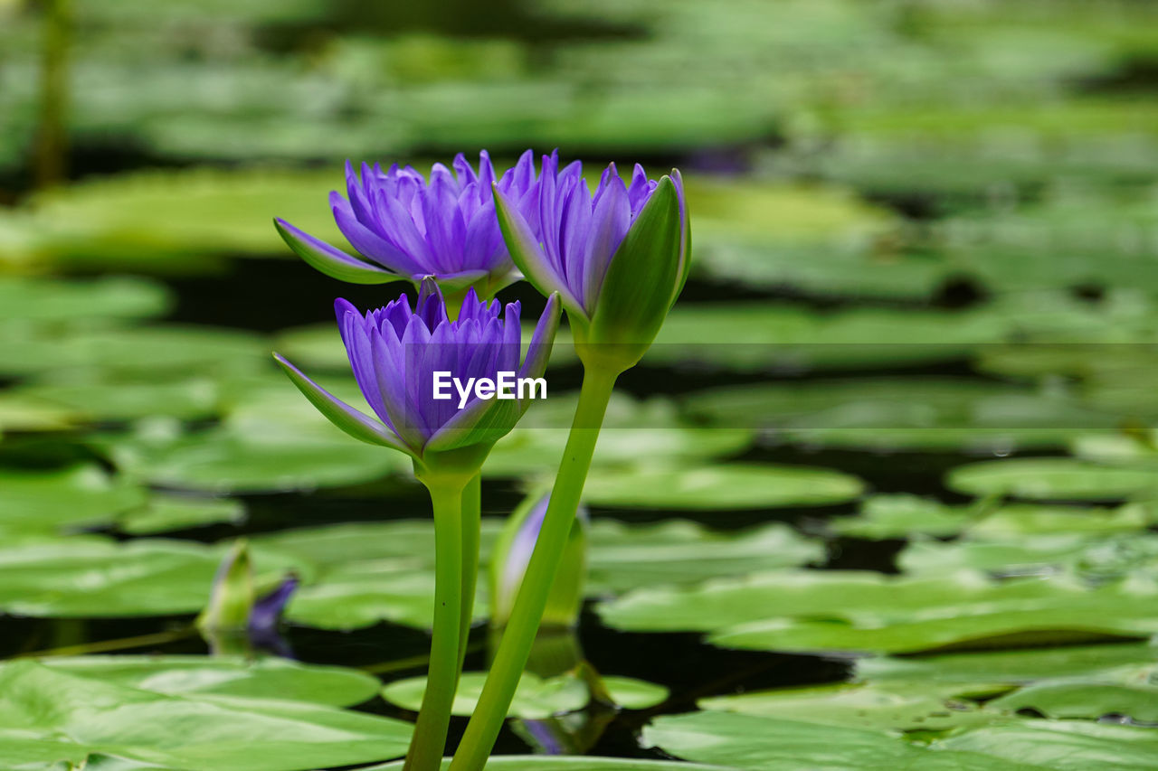 PURPLE WATER LILY IN LAKE