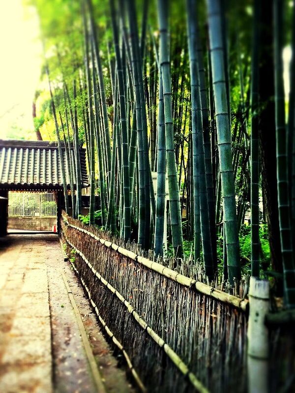 Footpath by bamboo plants