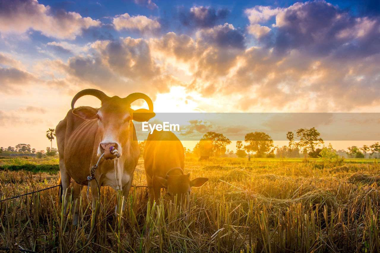 MAN STANDING ON FIELD AGAINST SKY AT SUNSET