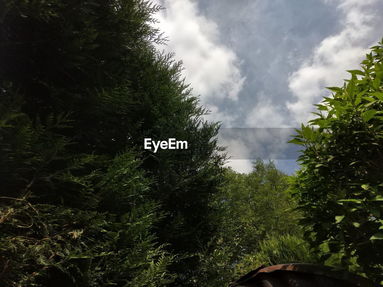 LOW ANGLE VIEW OF TREES GROWING IN FOREST AGAINST SKY