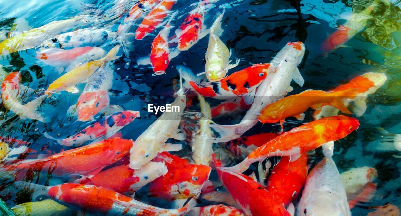 View of koi fish in sea