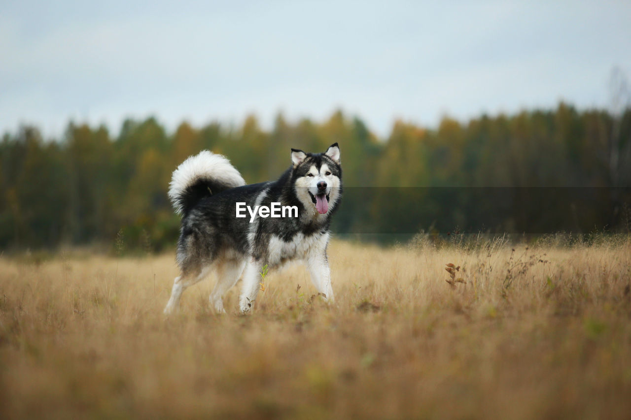 PORTRAIT OF DOG RUNNING ON GRASS