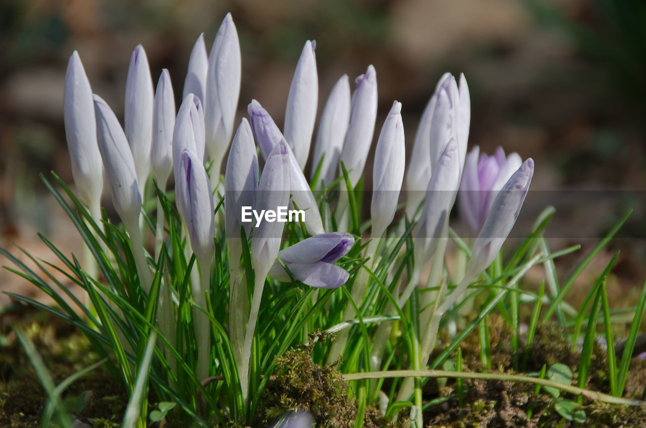 CLOSE-UP OF PURPLE CROCUS FLOWERS ON FIELD