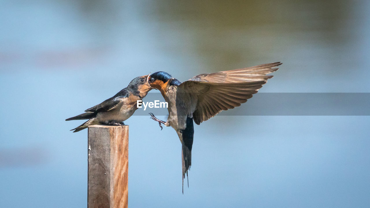 Close-up of bird feeding it's young
