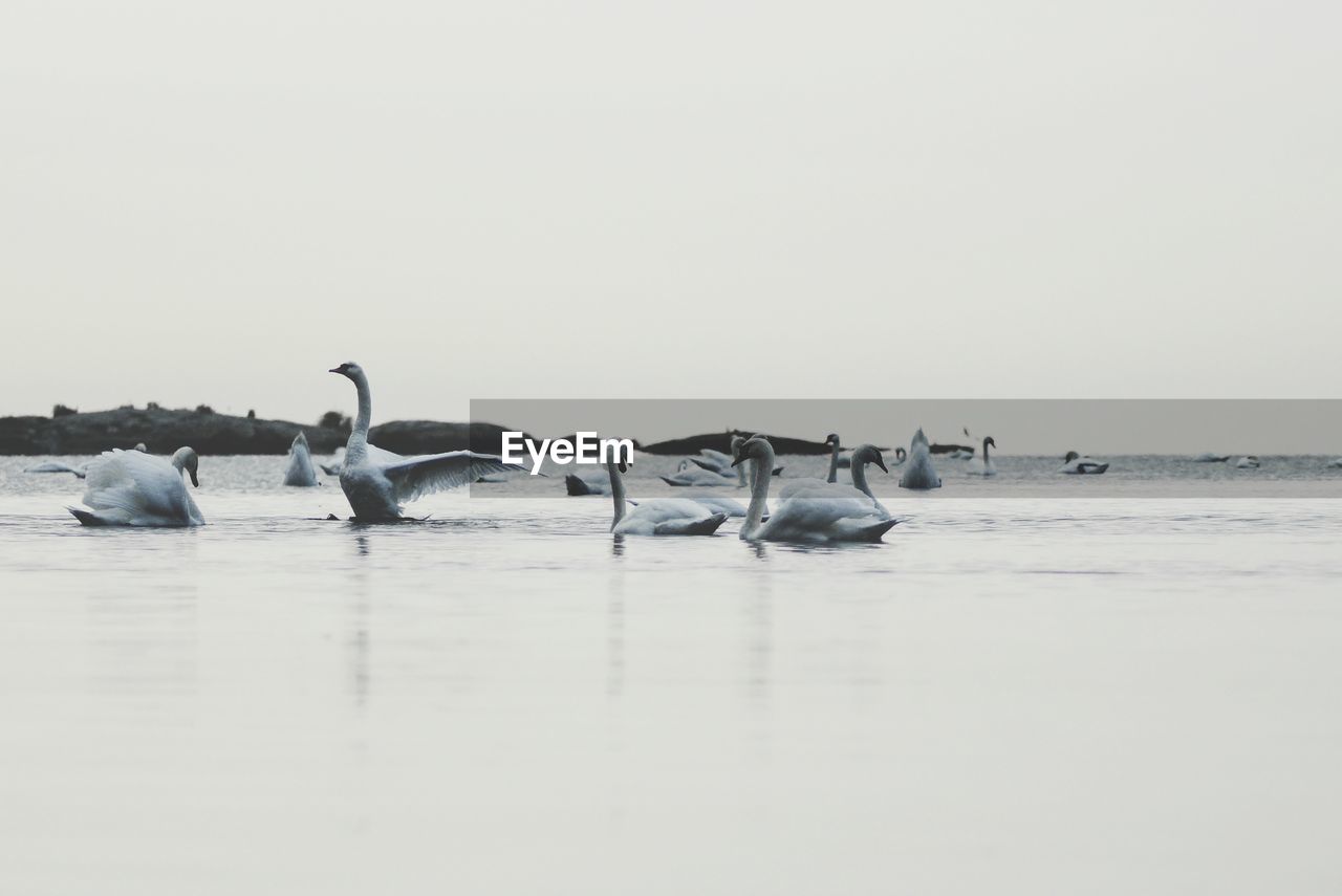 VIEW OF BIRDS IN SEA