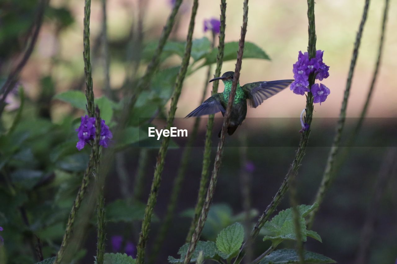 CLOSE-UP OF INSECT ON FLOWERS