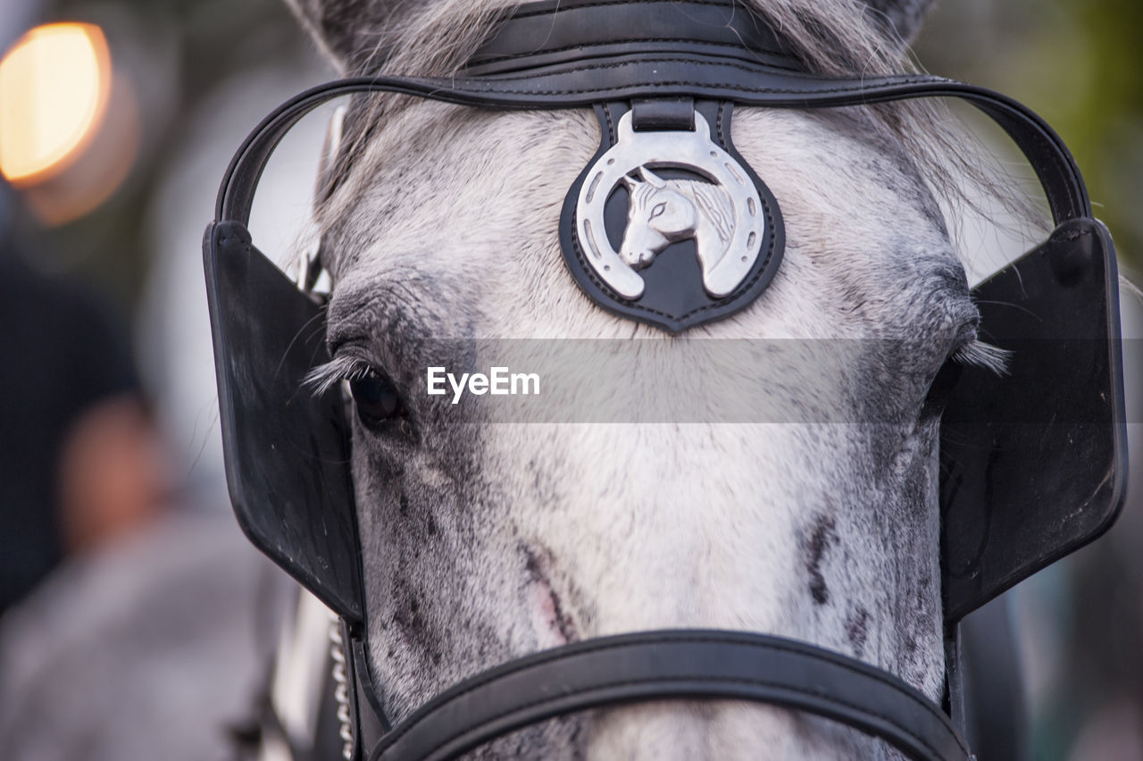 Close-up of horse with badge and eye patch