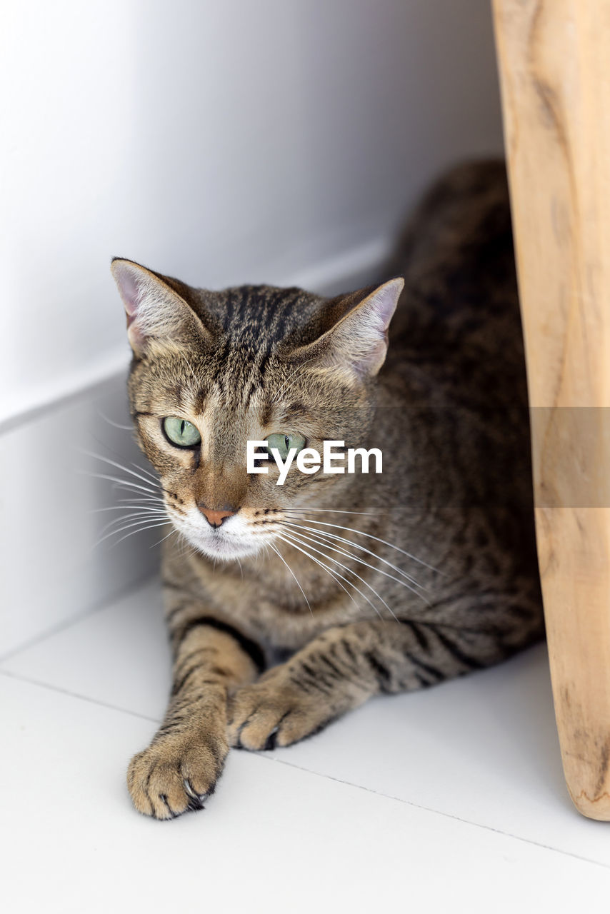 Cute oriental cat hiding at home, domestic animal closeup portrait